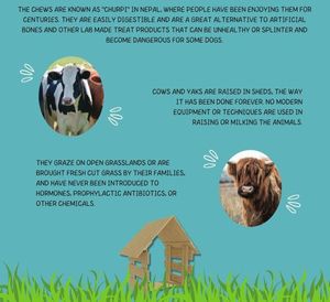 Premium Quality <b>Yak</b> Mint Cheese Dog <b>Chews</b> Hard Treats from Nepal Himalayan <b>Yak</b> <b>Milk</b> Dog <b>Chews</b> for All Breeds Long Chewing Time - Product Image 5