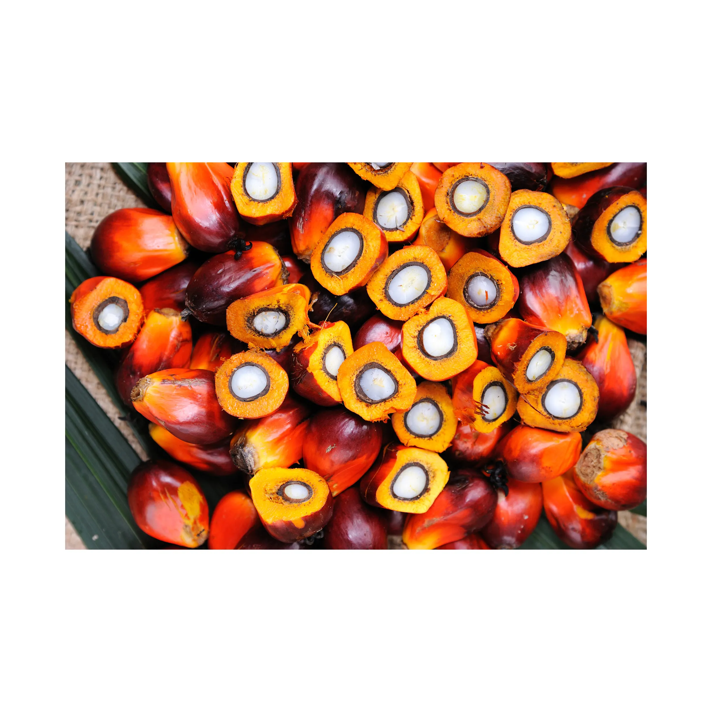 Reine und natürliche Palmkerne Nüsse