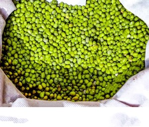 Proveedor al por mayor de lentejas verdes frescas orgánicas a granel de Austria para uso alimentario similar a las Lentejas rojas y Chana Dal - Product Image 1