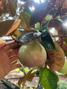 Pomme étoilée violette fraîche du Vietnam, qualité supérieure, fruit tropical sucré, fournisseur, meilleur prix pour l'exportation - Product Image 4