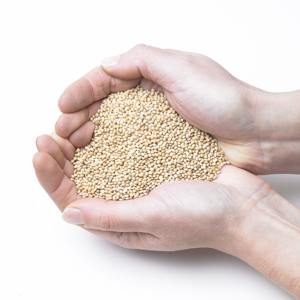 Fournisseur d'usine, vente en gros de graines de millet blanc séchées biologiques, livraison rapide, en stock, haute qualité, aliment pour animaux - Product Image 3