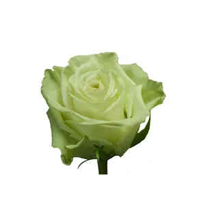 Echter Exporteur von Ecuador Rose Grüner Tee Natürliche frische Blumen Long Stem Cut Rosen für die Hochzeit