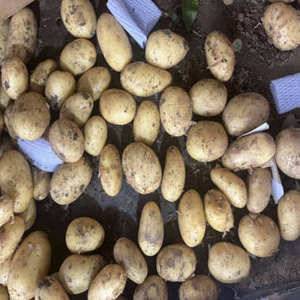 Papas Frescas Orgánicas de Alta Calidad a Granel de Tailandia, Papas Blancas y Rojas a Precios Accesibles - Product Image 1