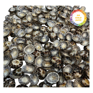 Conchas de limpias brillantes - Colores naturales para diseños creativos y uso decorativo - Product Image 2