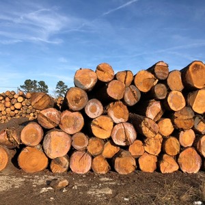 Giá tốt nhất 100% nguyên liệu thông gỗ các bản ghi/Gỗ ở mức giá tốt nhất và chất lượng cao để bán - Product Image 5