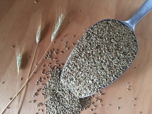 Grain de seigle (organique, sec) à vendre - Product Image 4