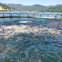 Vente chaude Grandes Cages De Pêche Pisciculture Flottant Ferme Aquaculture Piège Équipement Agricole Du Vietnam Fabricant