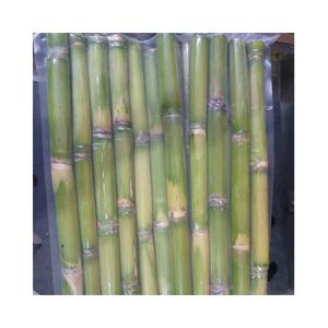 99 GD nouvelle culture IQF vert canne à sucre forme de bâton canne à sucre congelée culture commune long bâton durée de conservation durable goût d'été - Product Image 5