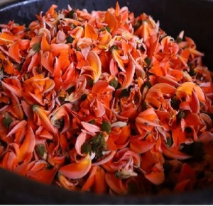 Vente en gros de fleurs sauvages de palash séchées cultivées en Inde - Product Image 1