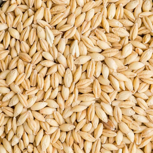 Semillas de Cebada Orgánica de Primera Calidad y Malta, Bolsa de 50 kg - Alimento Natural para Animales y Uso Alimentario de Tailandia - Product Image 6