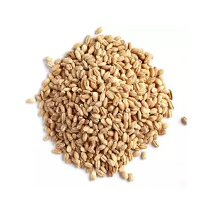 Ячменный солод/Ячменное Зерно/ячменный корм высокого качества, энергичный ячмень для корма для животных