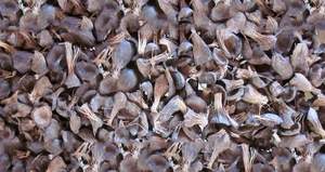 เปลือกเมล็ดปาล์ม (pks) - Product Image 4