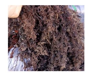 El mejor vendedor, musgo marino dorado irlandés, producto seco sazonado de Vietnam - Product Image 1