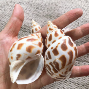 BELLE AREOLA BABYLON SEASHELL POUR LA DÉCORATION DE LA MAISON ET LA CONCEPTION DE BIJOUX PRIX BON MARCHÉ DU VIETNAM AVEC DES PRIX BON MARCHÉ - Product Image 1