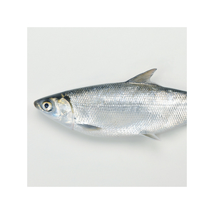Pescado congelado de primera calidad ofrecido para compradores y distribuidores mayoristas - Product Image 1