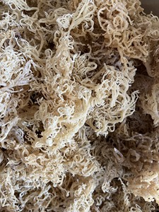 Divers types de cottonii eucheuma séchés, mousse de mer séchée dorée et violette, mousse de mer séchée pourpre/or Eucheuma Sea Moss - Product Image 4