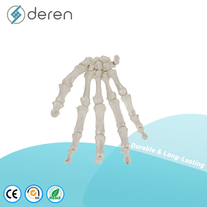 Modelo de Esqueleto de Mano Humana DRS1082 con Única y Radio, Tamaño Real Anatómico, PVC, para Enseñanza y Estudio Médico - Product Image 1