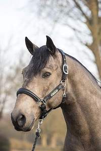 Licou de cheval en cuir noir avec plaque de nom équitation cheval équestre licou collier de tête licou plus de couleur et de taille pour les chevaux - Product Image 2
