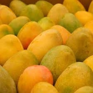 Mango Fresco de Alta Calidad, Mango Amarillo Dorado Fresco, Fruta de Mango Fresca a Precio Razonable - Product Image 4