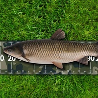 Règle de mesure de pêche en PVC imperméable pour bateaux et kayaks, outil de mesure pour la pêche, planches de mesure de poissons pour bateaux de pêche