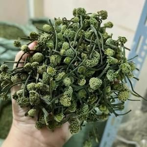 Vietnamese Supplier Dried Panax Pseudoginseng - Product Image 6