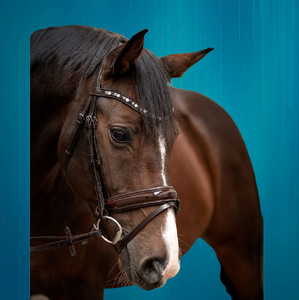 Horse Tack Fournitures et équipement Bride de cheval de haute qualité disponible toutes les couleurs pour cheval - Product Image 6