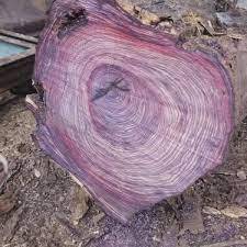 ไม้โรสวูด  ไม้โรสวูดเกรดพรีเมียม  ไม้แปรรูปโรสวูด - Product Image 6