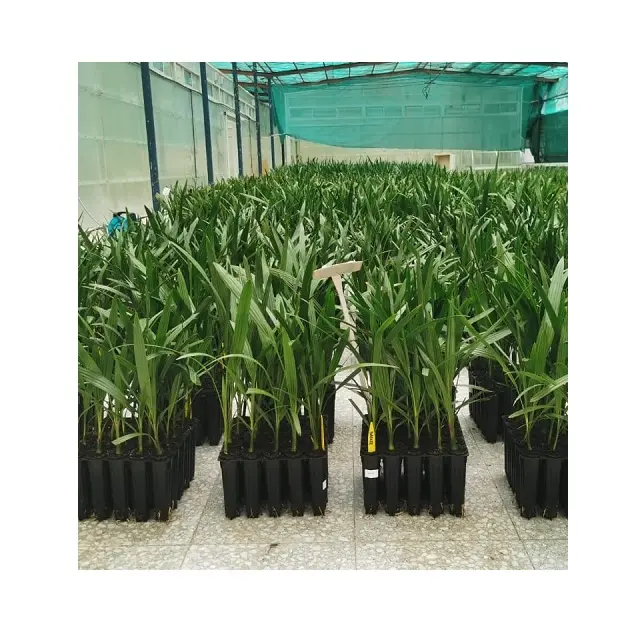Growing And Exporting Palm Phoenix Trees For Sale In India Exporters Barhi Offshoot Green Tissue Cultured Date Seedlings