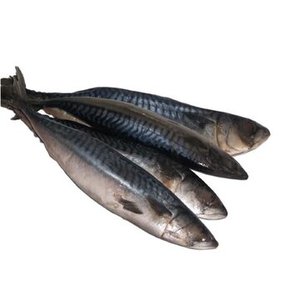 Nuevo Stock de Pescado Atún del Pacífico Congelado BQF de 150-200g/unidad, Congelado en el Mar, a la Venta - Product Image 4
