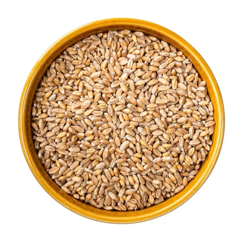 Australian Hard Wheat AH1