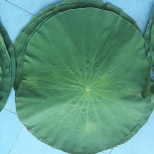 Hoja de loto fresca de alta calidad a precio de exportación de Vietnam - Product Image 5