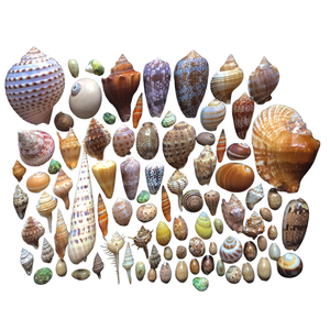 ชิ้นส่วนเปลือกหอยธรรมชาติที่เป็นเอกลักษณ์สำหรับงานฝีมือ DIY และการตกแต่งบ้าน - Product Image 2