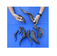 Par de cuernos de cabra Natura Shofar Oferta emocionante Cuerno de Rosh Hashanah para tamaño personalizado Precio barato con venta