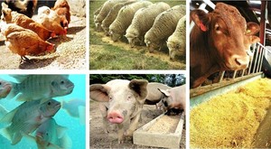 Protein cao 46% đậu nành bột máu và bột cá cho Lợn và chó cho thức ăn chăn nuôi với cám lúa mì đậu nành và hạt vừng - Product Image 3