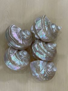 Natural Decorative Mother of <b>Pearl</b> Shell from Vietnam Bulk Wholesale Exporter Cheap Price - Product Image 4