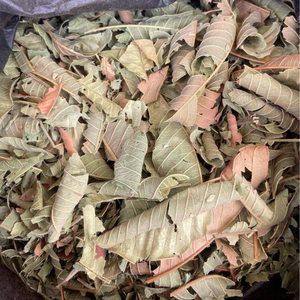 Feuilles de goyave séchées naturelles du Vietnam pour les fournisseurs de tisanes - Product Image 5