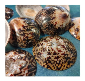 Coquille polie - Product Image 1