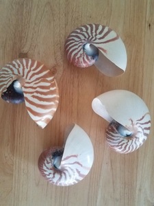 Tiger Chambered Nautilus Shell pieza decorativa pulida para accesorio de moda escaparate de arte para el hogar - Product Image 5