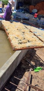 สาหร่ายคอตตันนีคุณภาพสูง ตากแห้งด้วยแสงแดด เนื้อแน่น ความชื้นต่ำ เหมาะสำหรับการผลิตคาร์ราจีแนนและส่งออก - Product Image 4