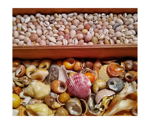 Oferta caliente Cowrie Shell Beads Oval Sea Shells Beach Seashells para DIY Craft Jewelry Making Accessories - Product Image 1