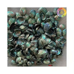 Venta al por mayor de conchas de abulón para decoración de Vietnam, conchas marinas crudas de nácar pulidas de dos caras - Product Image 5