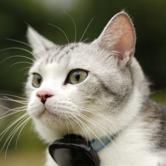 Wireless Pet Collar Camera with App Control AI Monitoring & Interactive LCD Toy