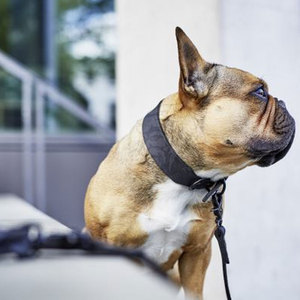Colliers pour chiens en stock, prix raisonnable, fabriqués au Pakistan, vente en ligne. - Product Image 3