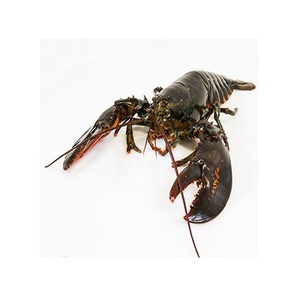 Mejor Precio en Mariscos Congelados, Langostas Disponibles al por Mayor con Empaque Personalizado - Product Image 2