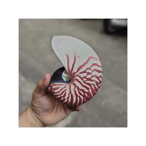 COQUILLAGES DE MER NAUTILUS DE HAUTE QUALITÉ MEILLEUR VENDEUR AVEC/SANS COQUILLE DE MER ORMEAU NATUREL POLI POUR LA DÉCORATION DE LA MAISON NOUVEAU YEA 2025 - Product Image 5