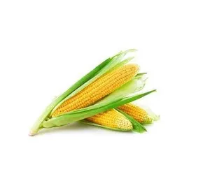 Miglior prezzo prezzo all'ingrosso Non-glutinoso giallo mais semi di mais 100% naturale di qualità semi di mais per pollame farina animale