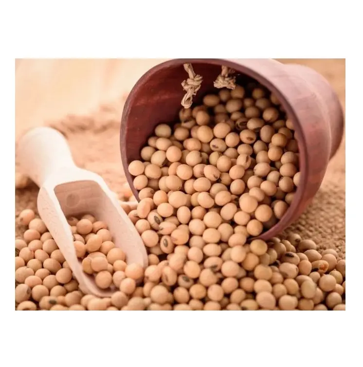 Stock all'ingrosso disponibili fagioli di soia secchi, semi di soia, semi di soia biologici al prezzo più basso