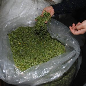 Suministro de hojas secas de Moringa/hoja de Moringa oleifera para exportación - Product Image 2