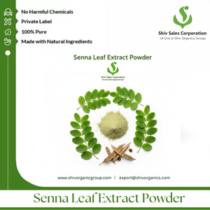 Extrait de feuille de séné en poudre de Shiv Sales, disponible en 20 % et 40 %, pour les acheteurs industriels B2B en gros - Product Image 5