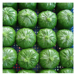 Hojas de yuca IQF, bolsa de embalaje de hoja de tapioca de yuca picada congelada de alta calidad, estándares de exportación de 500g desde Vietnam, logotipo personalizado - Product Image 4